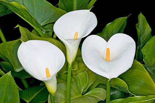 Molto coltivata per l’industria del fiore reciso, cresce a cielo aperto nei climi miti © Giuseppe Mazza