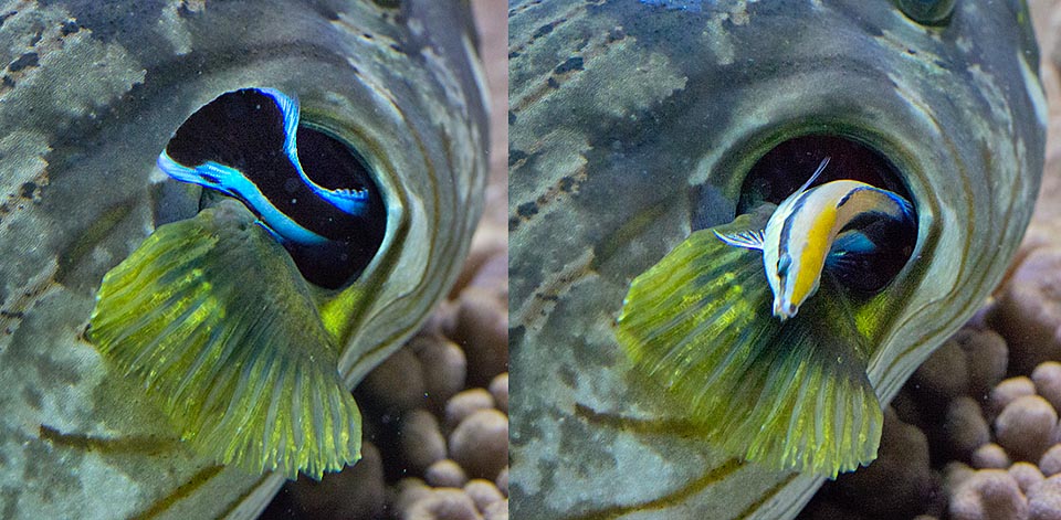 Puede entonces entrar por la apertura branquial de un pez globo para salir después alegremente, con la barriga llena, masticando aún el último bocado © Giuseppe Mazza