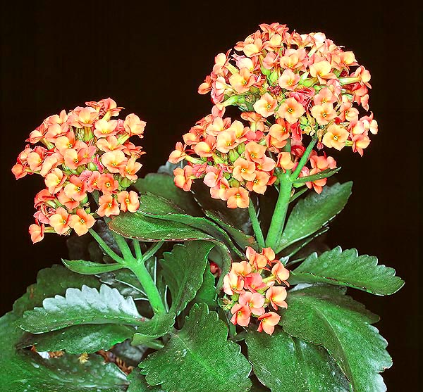 For blooming the Kalanchoe blossfeldiana needs 14 hrs of dark per day for 6 weeks © Giuseppe Mazza