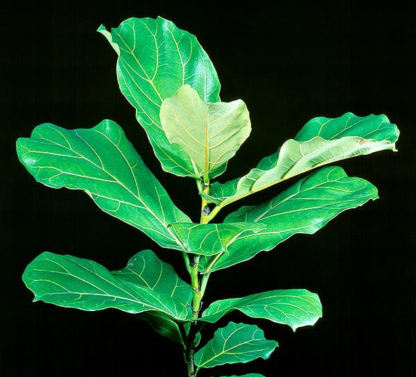 Ficus lyrata, Moraceae