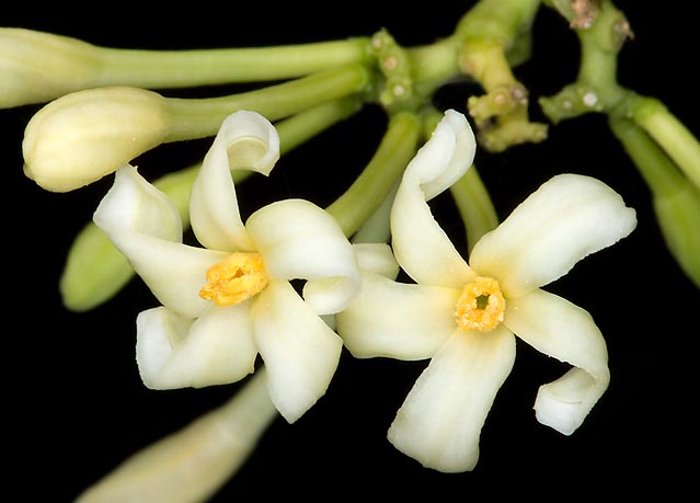 Fiori maschili. La specie è solitamente dioica, ma in coltivazione esistono varietà con fiori ermafroditi © G. Mazza