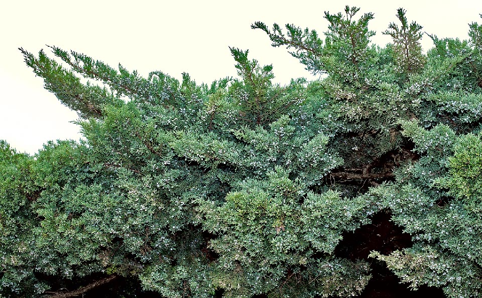 Juniperus sabina is an evergreen 1-1,5 m tall shrub with very ramose and prostrate posture. With circumboreal distribution, loves sunny slopes, very sparse woods and the rocky habitats from 1000 m to 2500 m of altitude. All parts of the plant are very poisonous for animals and for the man © Giuseppe Mazza