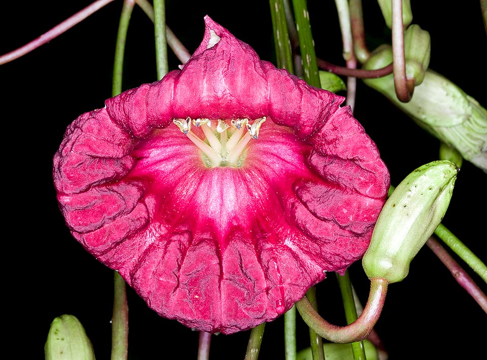 Le infiorescenze sono pendule, su peduncolo lungo fino a 2 m, che porta, come un lampadario, inquietanti fiori campanulati di 13 cm di diametro impollinati dai pipistrelli © Giuseppe Mazza