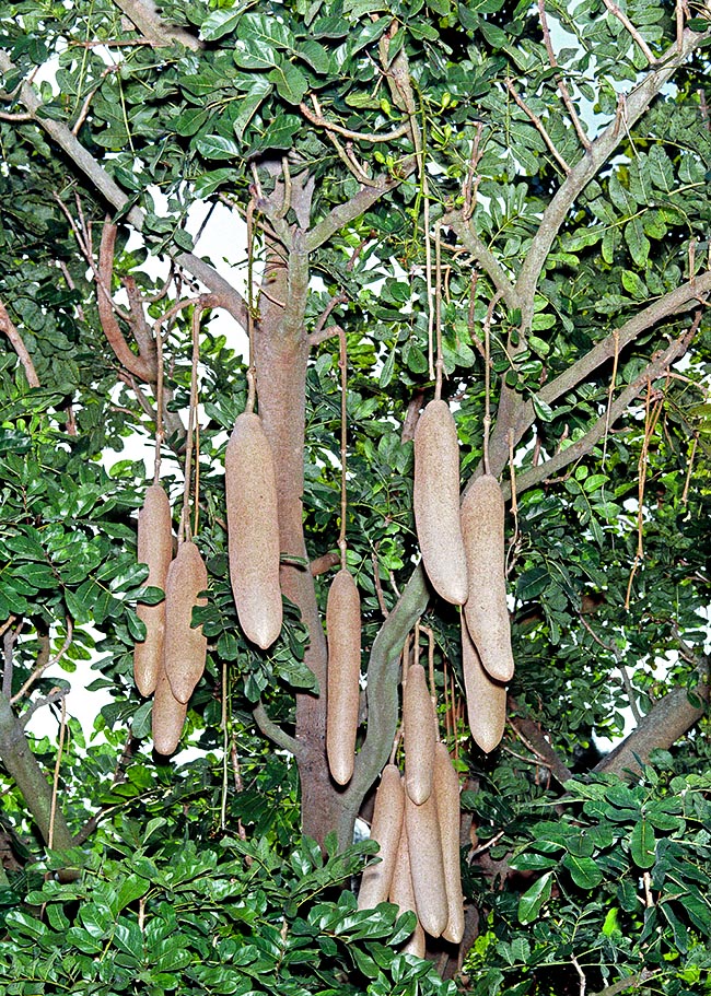 Native to tropical Africa, Kigelia africana is a semideciduous tree even 18 m tall © Giuseppe Mazza