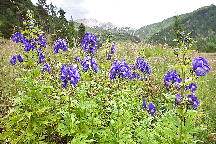 Aconitum variegatum is a typical species of temperate European reliefs, between 500 and 2000 m of altitude © G. Mazza