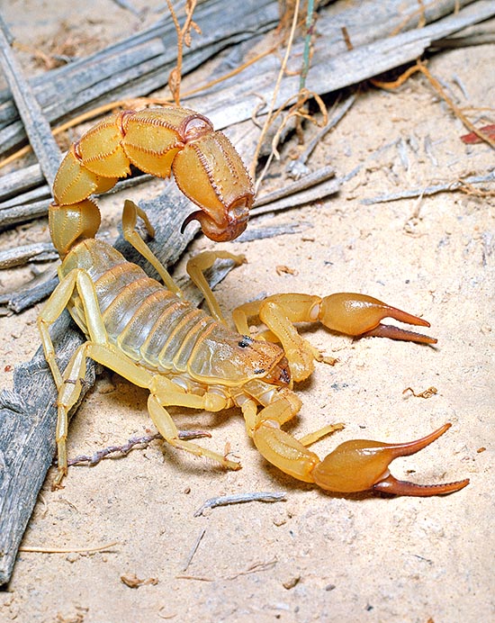 Androctonus australis est un scorpion de 10 cm présent dans un large secteur de l’Afrique du Nord, jusqu'à la Somalie et la mer Rouge, en Asie jusqu’en Inde. Ses proies sont les coléoptères, les cafards et les araignées, et parfois aussi de petits vertébrés, lézards ou micro-rongeurs © Giuseppe Mazza