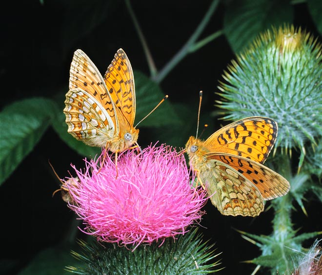 Argynnis niobe is a good-sized butterfly, reaching 6 cm of wingspan. To be absolutely certain on the right identification we must look with a lot of attention at the lower page of the rear wing © Giuseppe Mazza