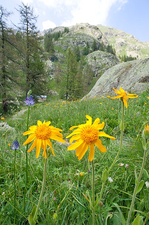 Arnica montana grows in Eurasia, on acidic soil, between 500-2200 m of altitude © Giuseppe Mazza