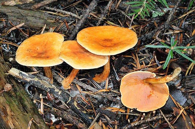 After some Hygrophoropsis aurantiaca is edible, but it's not good to collect it being uncommon © Giuseppe Mazza
