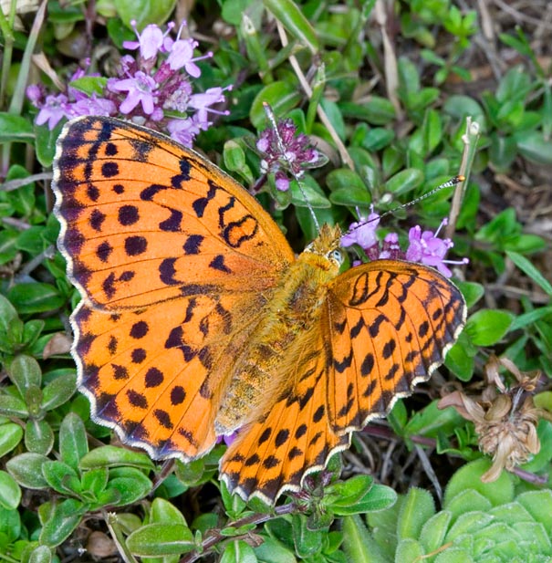 Brenthis daphne, Nymphalidae, Marbled fritillary