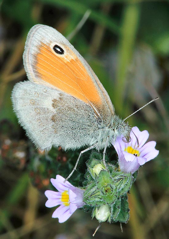  Coenonympha pamphilus is very common up to 2000 m of altitude © Giuseppe Mazza