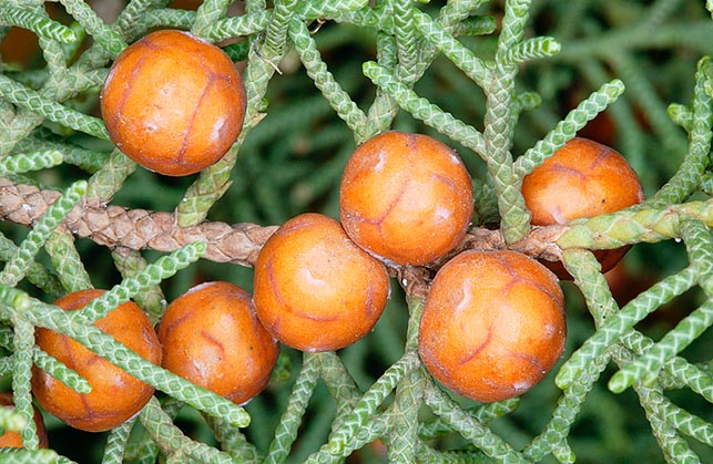 Juniperus phoenicea, Cupressaceae, Ginepro feniceo
