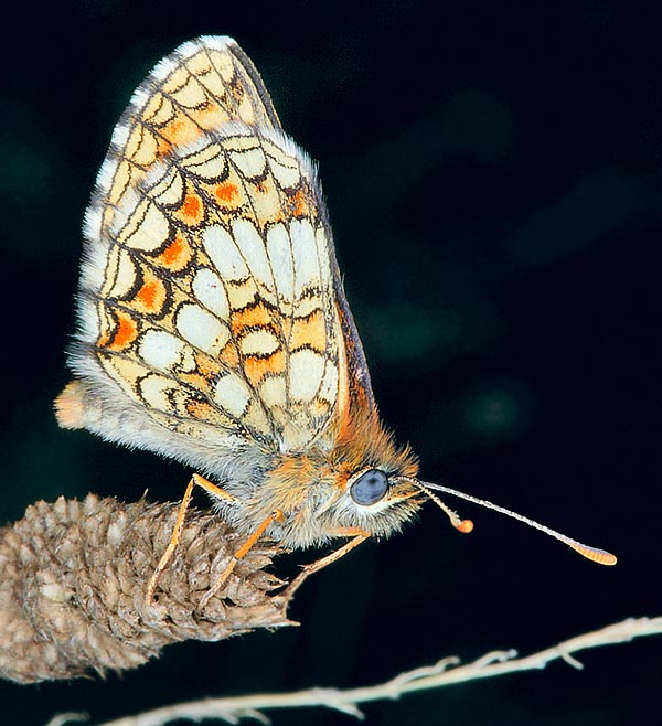 Melitaea athalia, Nymphalidae, Damier Athalie