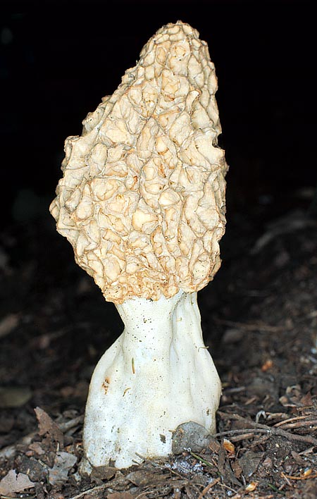 Morchella esculenta is edible only after long cooking © Giuseppe Mazza