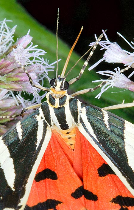 Euplagia quadripunctaria, Arctiidae, Falena dell’edera