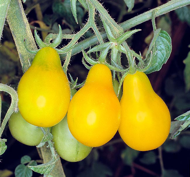  The variety Poire Jaune produces many poorly sour fruits © Giuseppe Mazza