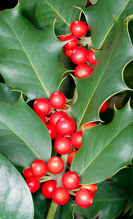 À cause de ses feuilles persistantes et de fruits rouges et gais qui subsistent en hiver Ilex aquifolium est souvent considéré comme un arbre porte-bonheur © Giuseppe Mazza