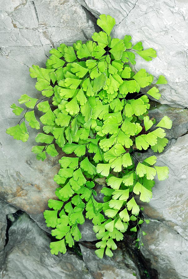 Les feuilles déperlantes ne deviennent pas humides, tels les cheveux de Vénus lorsqu’elle sortit de la mer © Giuseppe Mazza