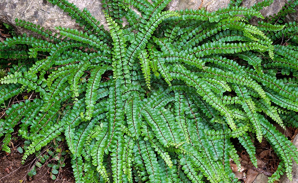 Las frondes de Asplenium trichomanes, que son cambiadas cada año, miden de 10 a 20 cm. Tras la caída de los foliolos, los raquis (nervios medios rígidos y erectos) forman un mechón que inspiró la etimología del nombre científico, del término griego “thricos”, que quiere decir pelo, por la apariencia del helecho durante el invierno © Giuseppe Mazza