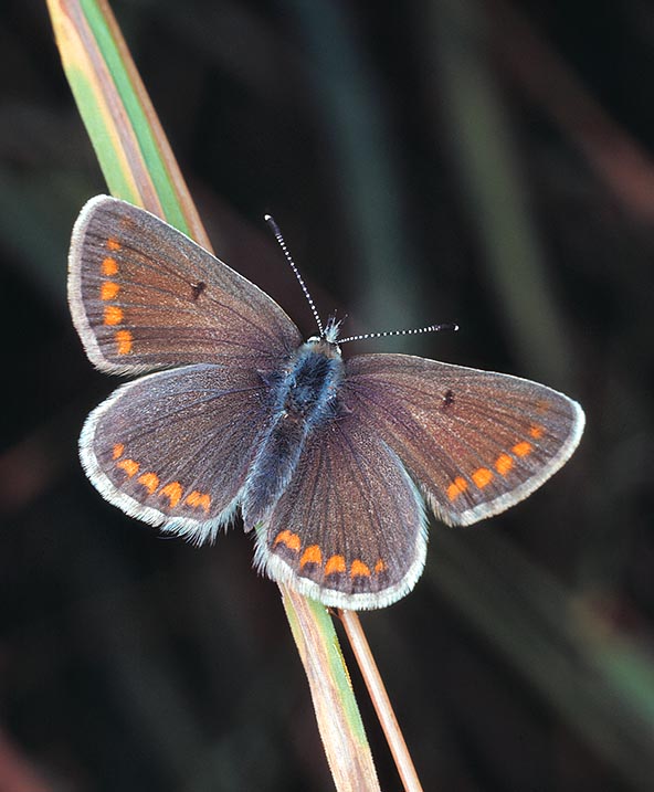 Less showy than other Lycaenidae, Aricia agestis has a wingspan of only 28 mm © Giuseppe Mazza