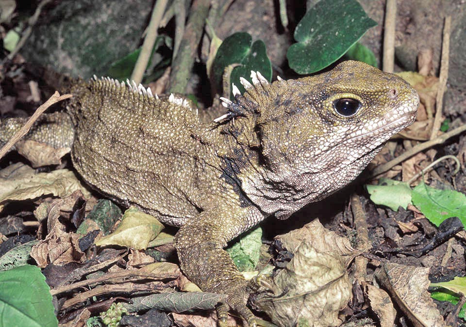 Sphenodon punctatus, Sphenodontidae, tuatara