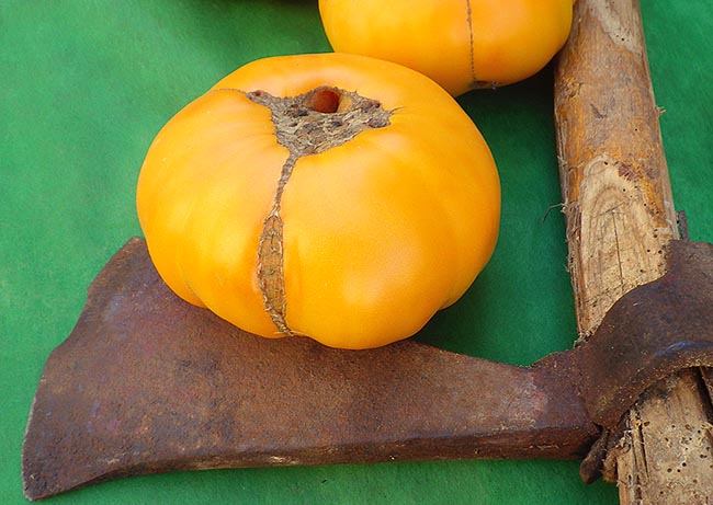 Nelson's Golden Giant: showy pulpy 180-500 g fruit © Le Tomatologue