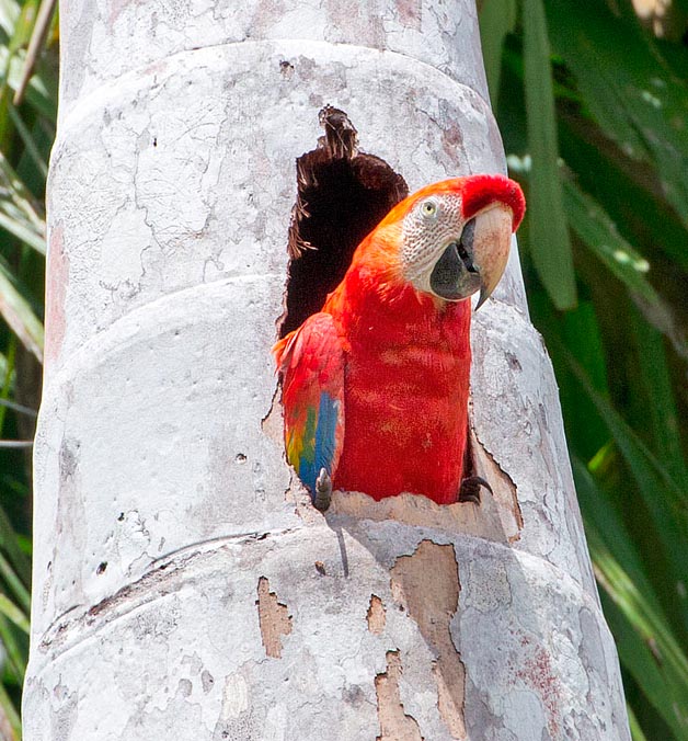 Chez soi doux chez soi : quoi de mieux qu'un nid à la bonne hauteur au cœur d'un palmier ? © Giorgio Venturini