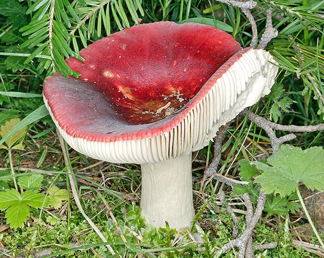 Inedible due to its acridity, Russula atropurpurea grows in late autumn in broad leaf woods, at times also under conifer, on acidic soils. Very common in sub-Alpine and Mediterranean zones © Giuseppe Mazza
