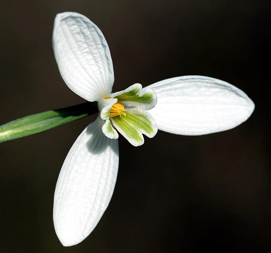 Il fiore è formato da 6 tepali: 3 grandi esterni bianchi e 3 interni bilobati con disegni verdi © Giorgio Venturini