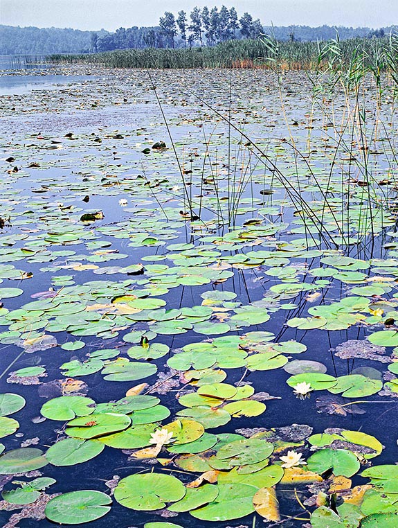Nymphaea alba is a freshwater perennial herbaceous plant with rest in winter © Giuseppe Mazza