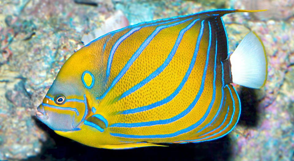 Onnivoro, Pomacanthus annularis si nutre principalmente di spugne, tunicati e polipi corallini, ma anche di piccoli pesci ed alghe.
