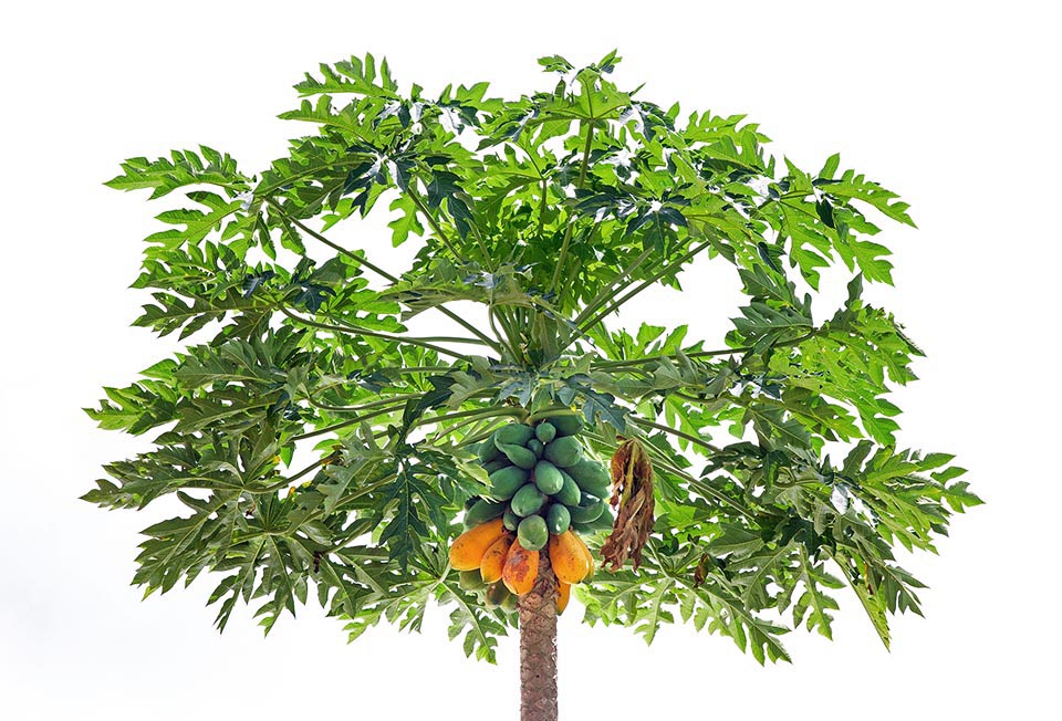 The Carica papaya, semi-herbaceous plant, may be 6 m tall, with 30-60 cm broad leaves © Giuseppe Mazza