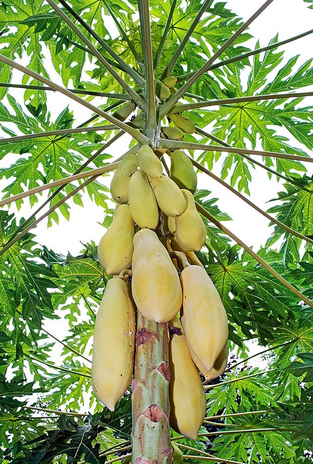 Esistono numerose varietà con frutti di 0,5-1 kg ed anche più, fino eccezionalmente a 9 kg © Giuseppe Mazza