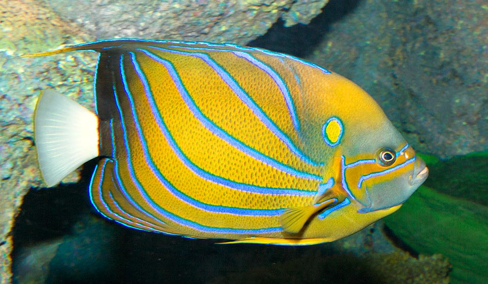 Juveniles have a very different livery from the adults ones, passing through various stages. The males, which can reach 45 cm, are very jealous of their small territory, where they usually live with 2-5 females. When they die, the largest of the group very often inherits the harem, changing sex © Giuseppe Mazza