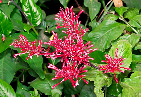 Planta fruticosa, con inflorescencias chillonas e insólitas. Muy común en los trópicos © Mazza