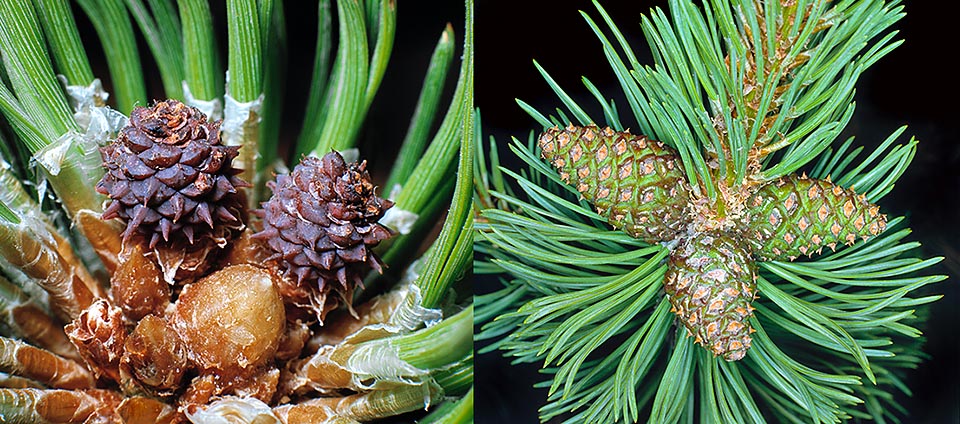 Pinus mugo, Pinaceae, pino de montaña 