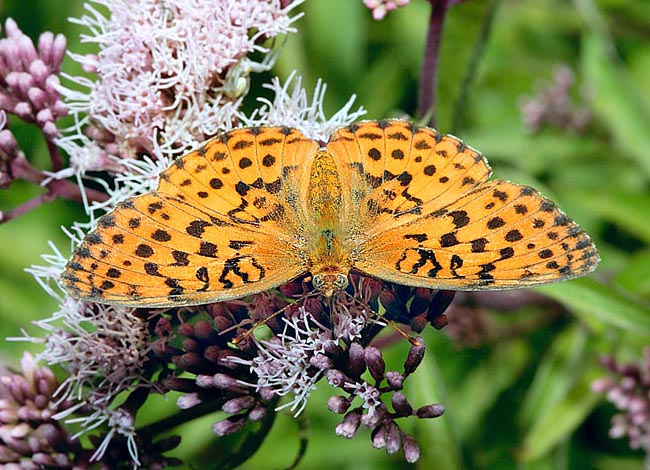 Brenthis daphne, Nymphalidae, Marbled fritillary