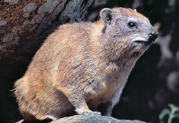 Procavia capensis