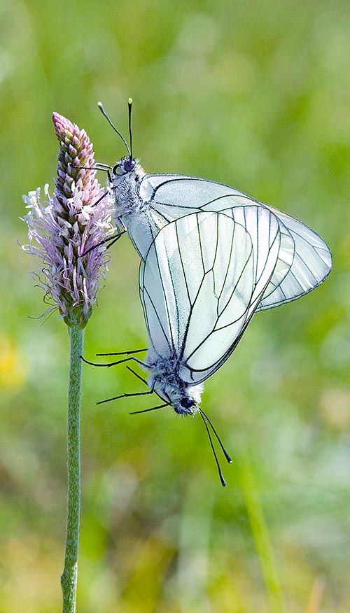 White, almost transparent, with its black or dark brown veins and its 75 mm of wingspan, Aporia crataegi, here while mating, is really unmistakable © Mazza