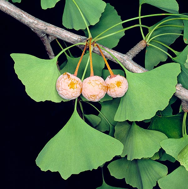 The female ones, even if not fecundated (and here is the big diversity with the flower plants) produce pseudo-fruits, similar to yellow cherries, with nauseating odour © Giuseppe Mazza