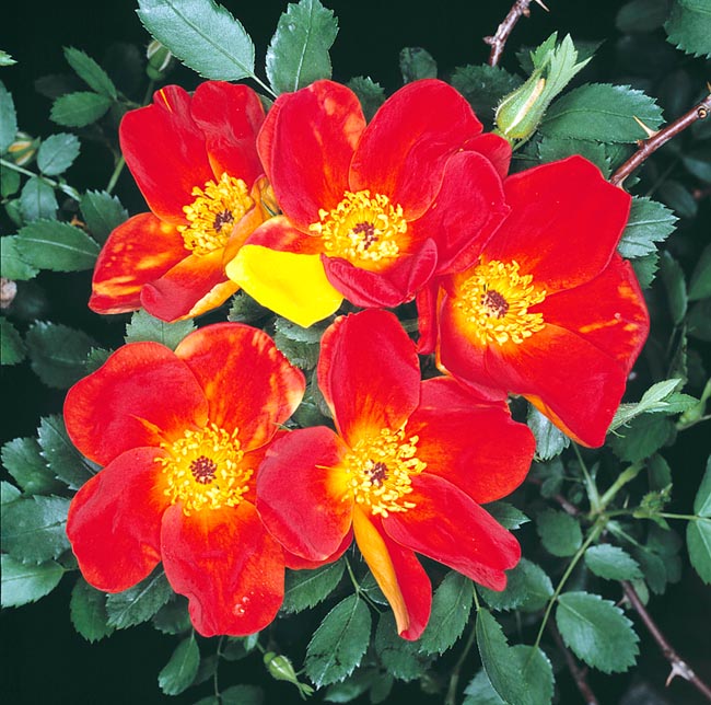 r-110-24_rosa_foetida_bicolor.jpg