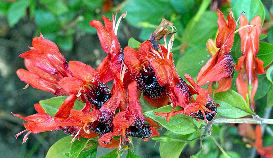 Las flores, insólitas, son tubulares, reunidas en inflorescencias terminales o laterales. Acepta también los climas templado cálidos pero crece mejor en los trópicos © Giuseppe Mazza