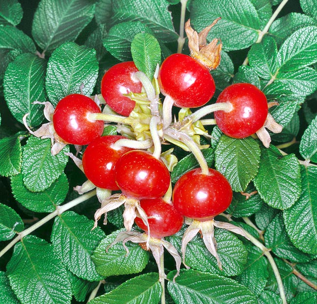 r-3-4_rosa_rugosa_alba.jpg