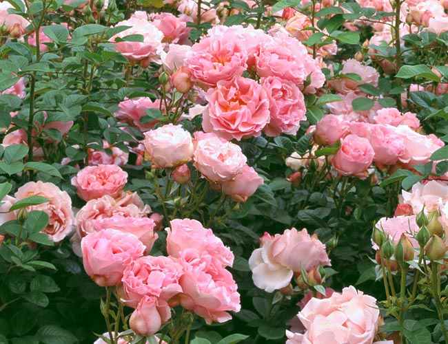 r-8-2523_rosa_cote_jardins.jpg