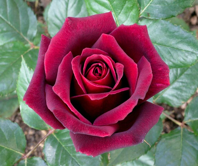 Rosa 'Black Baccara' - Wikipedia