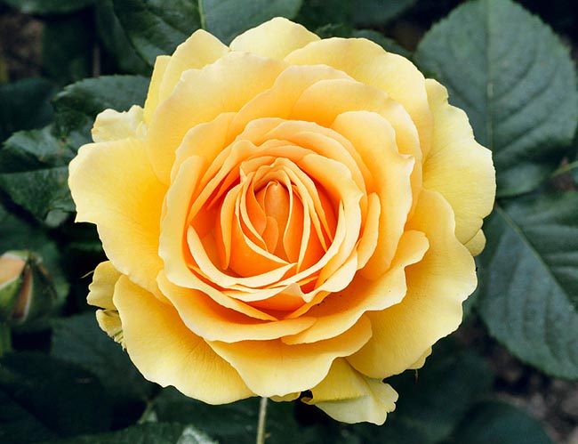 r-8-2769_rosa_amber_queen.jpg