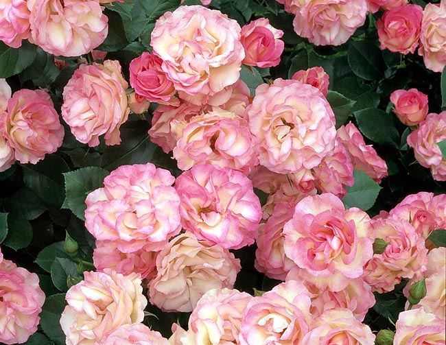 r-8-427_rosa_bordure_rose.jpg