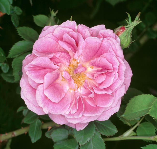 r-8-794_rosa_bourbon_queen.jpg