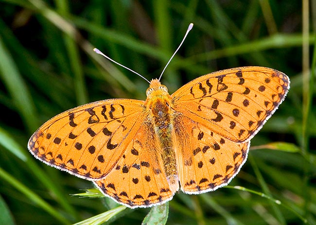 It reaches 6 cm of wingspan and is one of the biggest fritillaries after Argynnis paphia © Giuseppe Mazza