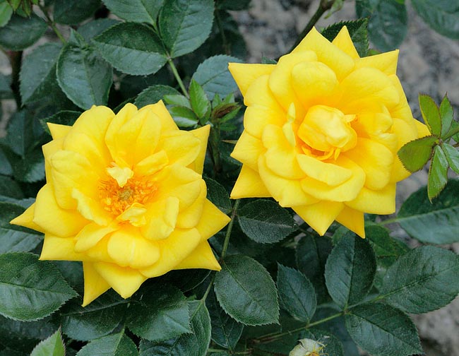 rosa_bijou_d_or.jpg